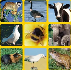 Livnlearn Animal Soundtracks
